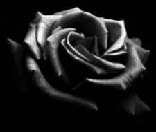 rose noire